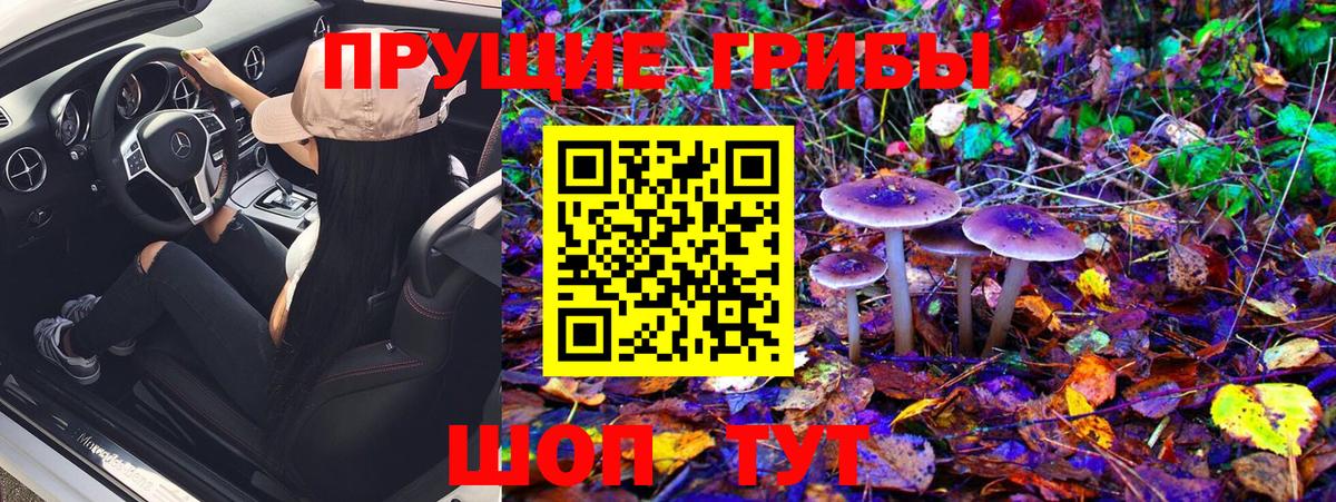 Галлюциногенные грибы Psilocybe Ишим